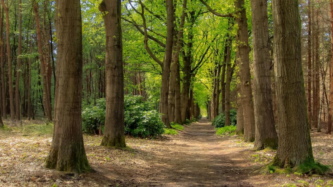 Vakantiehuis In Een Prachtige Bosrijke Omgeving In Twente! Bornerbroek Ngoại thất bức ảnh